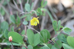 Chamaecrista rotundifolia